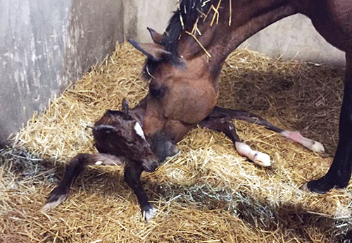 Naissance à l'Elevage des Blés