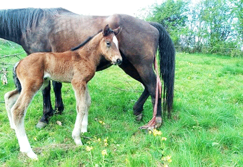 Naissance chez David Astorg Ely