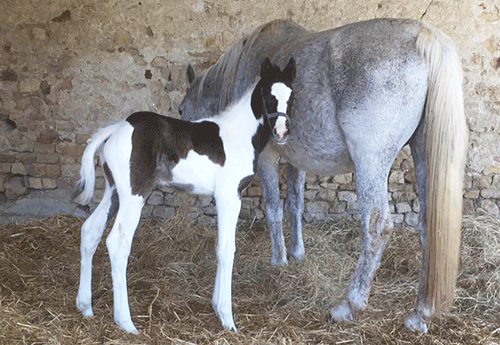 Naissance chez Chrystel Ribe