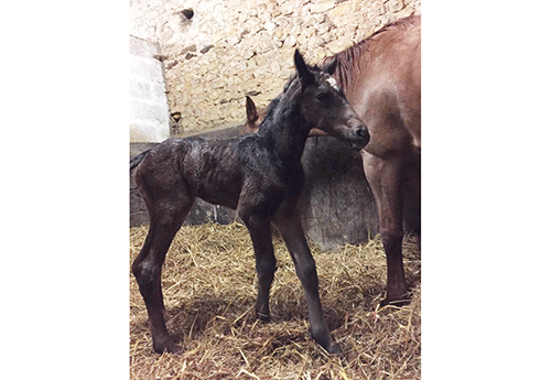 Naissance au Haras d'Elle