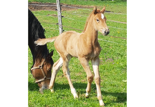 Harmony Boy du Chanet