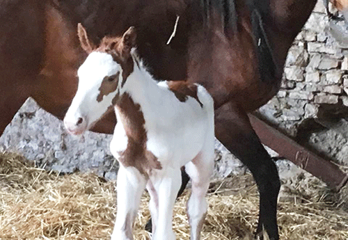 Pouliche chez Chrystel Ribe
