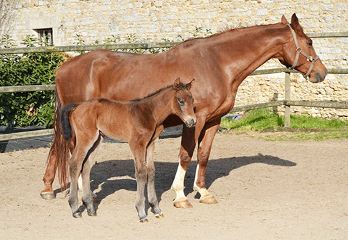 Naissance au Haras du Châtelier