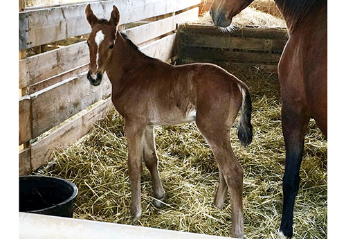 Naissance au Haras KRF