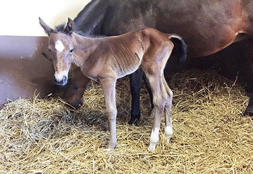 Naissance au Haras de Lacke