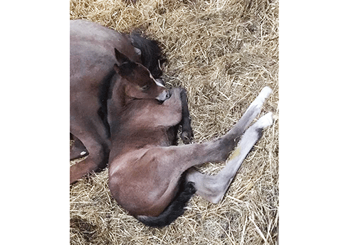 Naissance au Haras de Circée