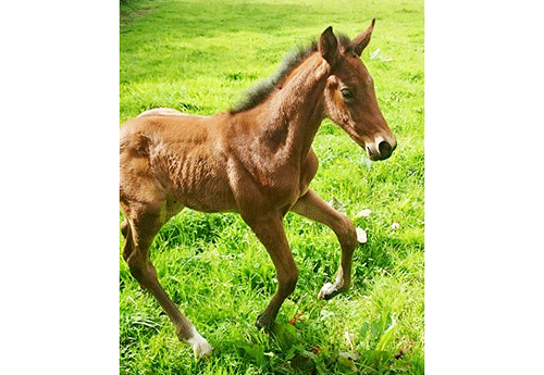 Naissance au Haras de Surrain