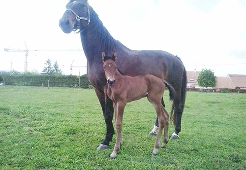 Naissance chez Gérard Brescon