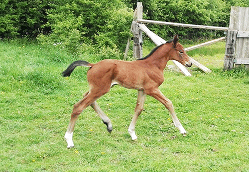 Naissance au Haras du Lozon