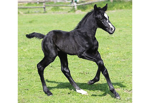 Naissance au Haras du Feuillard