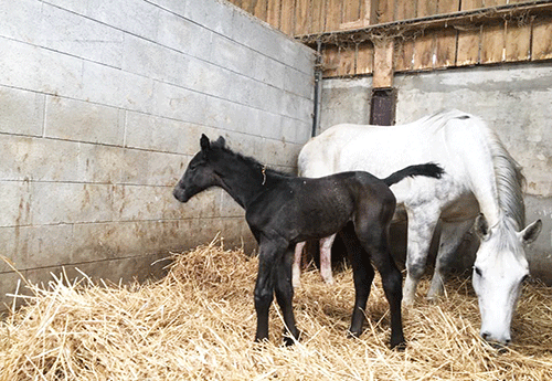 Naissance chez Caroline de Faucigny