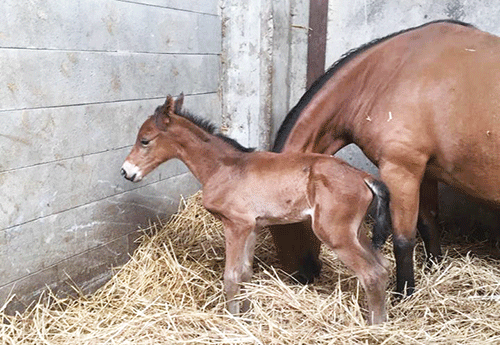 Naissance chez Caroline de Faucigny