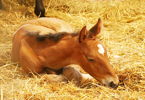 Naissance par transfert d'embryon. MGCO Horses