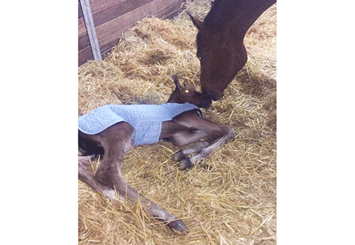 Naissance chez Muriel Ranger