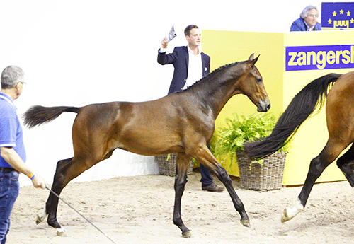 56 000 € pour Collins Z (Cornet-Carpaccio)