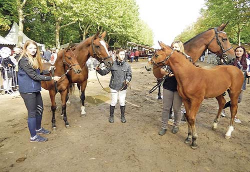 1ers Foals jeunes, à gauche Harmonie de Vanou, à droite Hakon de Thorne