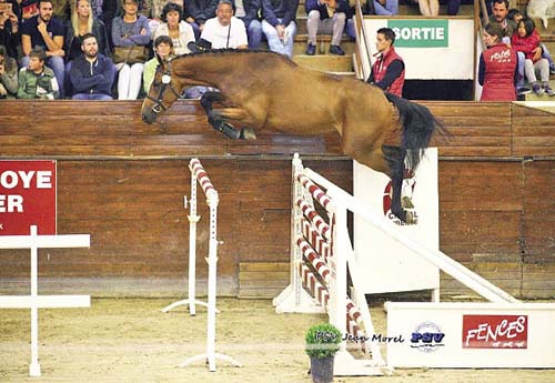 Eden du Rouet (Chacco Blue-Baloubet) adjugé 100 000 € (© PSV Jean Morel)