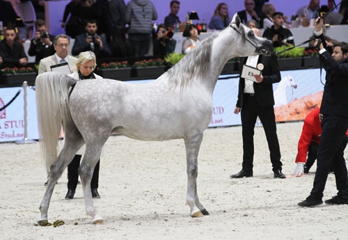 Championnat du Monde Arabe (© Pascale Vacher)