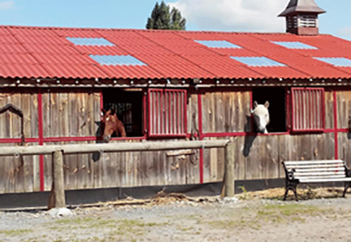 Poney Club Lucky Ranch