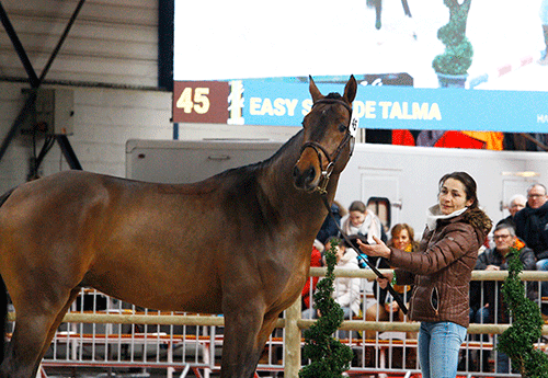 Easy Star de Talma   