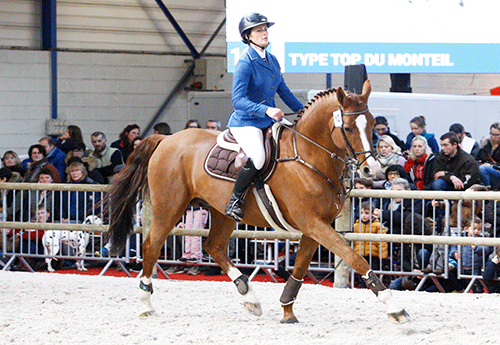 Tip Top du Monteil sous la selle de sa cavalière Sophia Mariller  