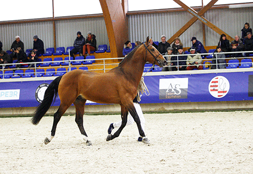 Major de Coquerie