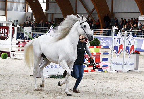 Amar des Balmes, arabe-barbe, du chic