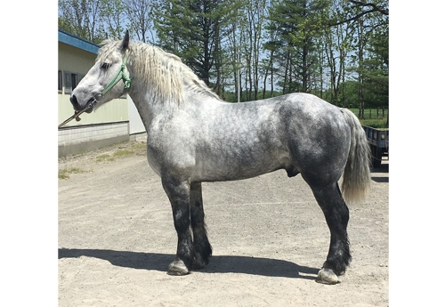 Elan de Nesque, étalon percheron