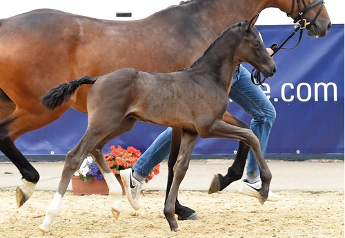 Marco Polo (Marc Cain - San Amour I - Depardieu) était le cheval le plus cher de la 17e édition de la vente aux enchères de poulains d'élite au « Oldenburg Horse Center » à Vechta (Beelitz)
