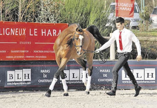 Dexter de Kerglenn présenté aux Portes Ouvertes de Beligneux le Haras