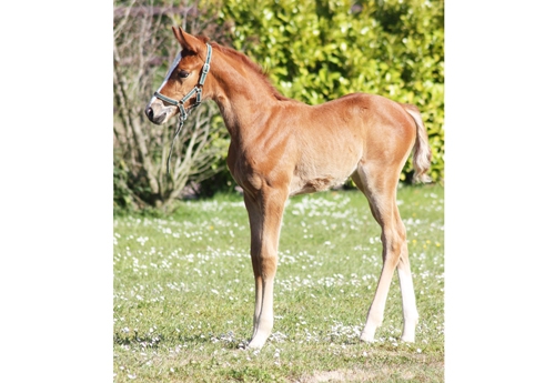 Javeline d’Austral (Cicave du Talus-Quite easy), famille maternelle de Cor de la Bryère sera offerte au vainqueur de la finale U25. Elle est née au haras d’Austral dirigé par Pierre Couilloud à Remilly-sur-Lozon dans la Manche
