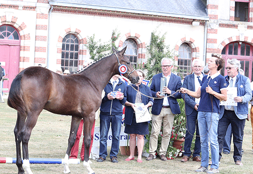 Jingle de Brenne est champion des Mâles Âgés