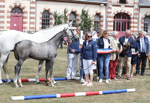 Jonquille de Brion est championne des Femelles Jeunes