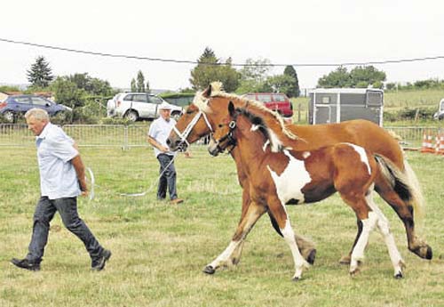 Gagnante de la catégorie poulinières suitées : Fiona des Grandes Terres, présentée par Daniel Matray, suitée d’une pouliche par Rougetblanc Pichatier, SF