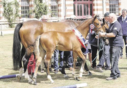 Jasmin du Luot, foal suprême et 1er des mâles jeunes