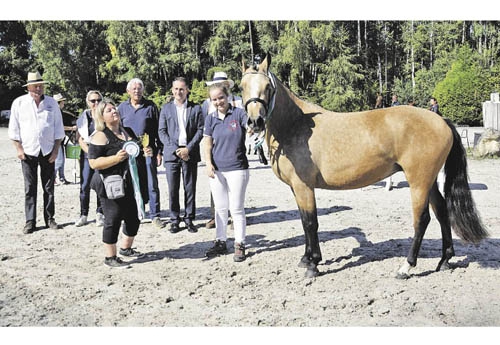 Geisha Supreme, poulinière suprême et 1re des poulinières poneys de 3 à 11 ans