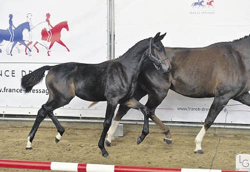 Gucci de Hus, 1re des Foals Femelles (© Les Garennes)