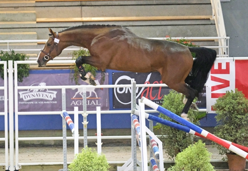 Good Pleasure Semilly (© Jean Bougie/Equin Normand)