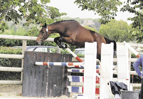 Gigue Courcelle, 1er des grandes tailles