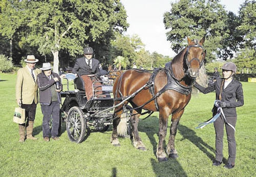 Don Diego, champion des chevaux de trait 2e année (© Pixfirst)