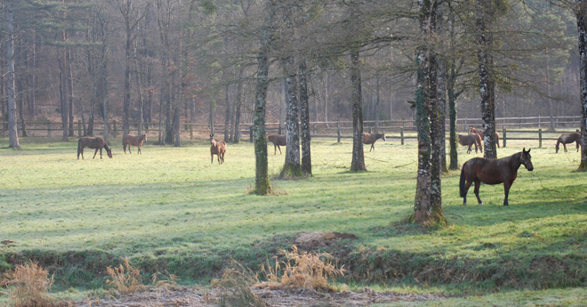 Poulinières gestantes au pré