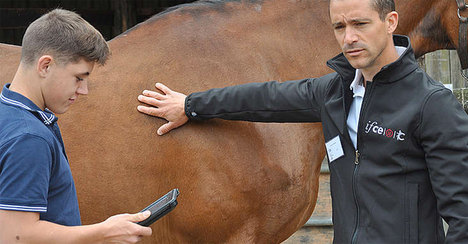 Palpation des côtes pour une estimation de la NEC d'un cheval (© M. Sabbagh)