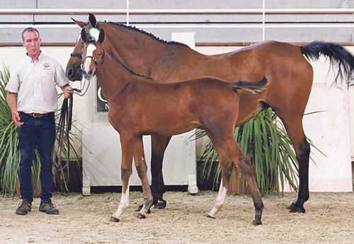 Jonathan avec Jalinka du Givre (Filou de Hus x Dandy du Plape), 2e des femelles âgées lors du régional des foals à St Lô en 2019 (© Jean Bougie)