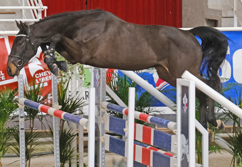 Iron Man de Favray (© Jean Bougie-Equin normand)