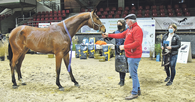 Chevaux : Alexia Z championne des femelles 2 ans