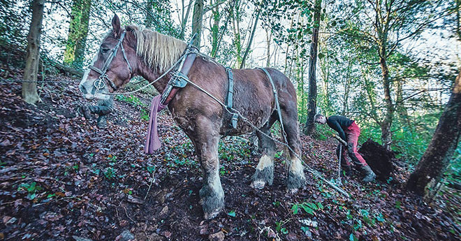 Le cheval, un allié important pour la bonne gestion et la préservation des sols (© Damien Goret / Brest métropole)