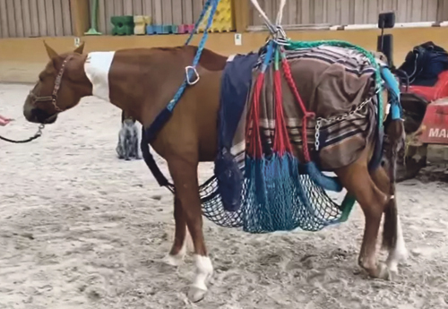 Un des chevaux atteints de la forme neurologique du HEV-1 soutenu par un harnais