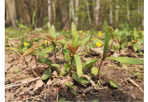 Plantules d’érable sycomore (acer pseudoplatanus) (© DV)