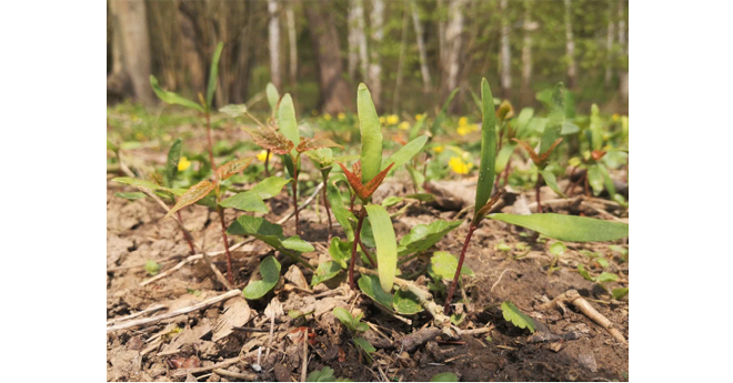 Plantules d’érable sycomore (acer pseudoplatanus) (© DV)