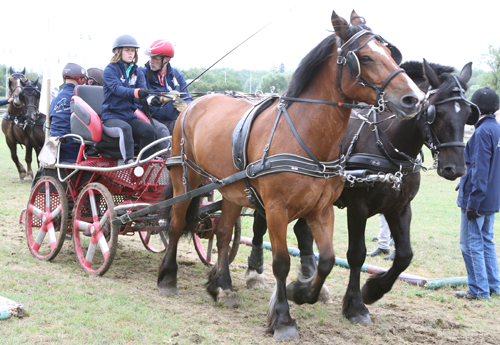 un bon coup de zoom sur les races de chevaux de trait